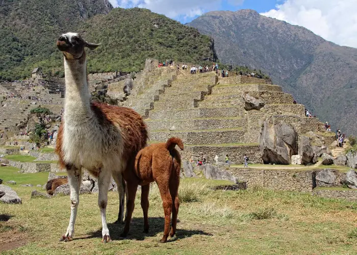Llama with her calf in Machu Picchu