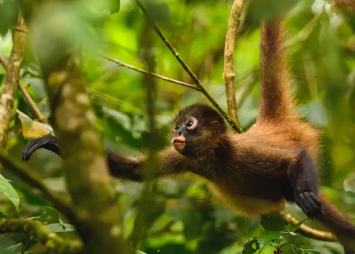 Monkey Island Madre de Dios - 8 days in Peru