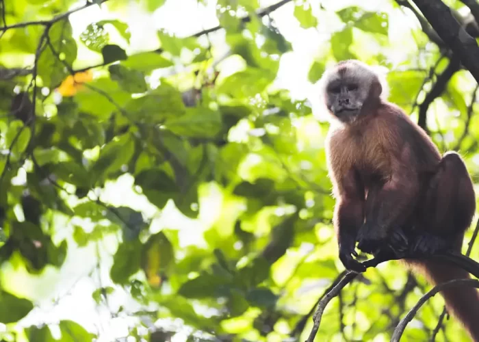 Monkey island Madre de dios 9 days