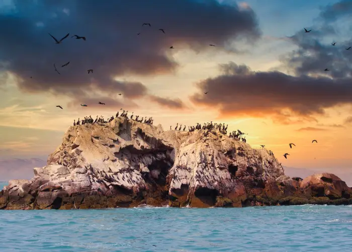 Paracas Ballestas Islands Ica Peru Tours